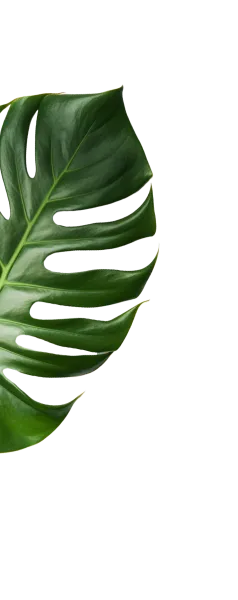 shape